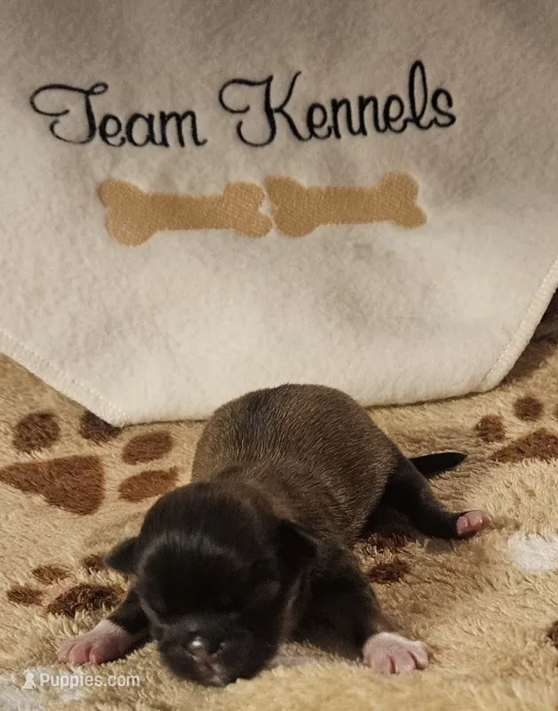Gatsby – Pekingese puppy for sale in Rutherfordton, NC