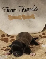 Gatsby, a male Pekingese for sale in Rutherfordton, NC – 1 of 3