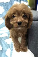 Ravioli , a female Cavapoo for sale in Rutherfordton, NC – 2 of 6