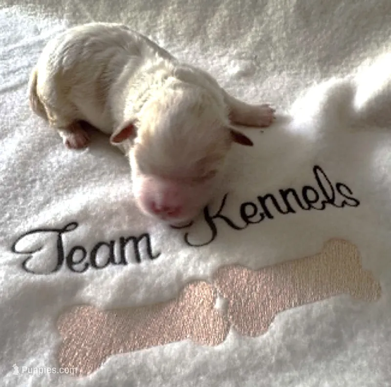 Randy – Peekapoo puppy for sale in Rutherfordton, NC