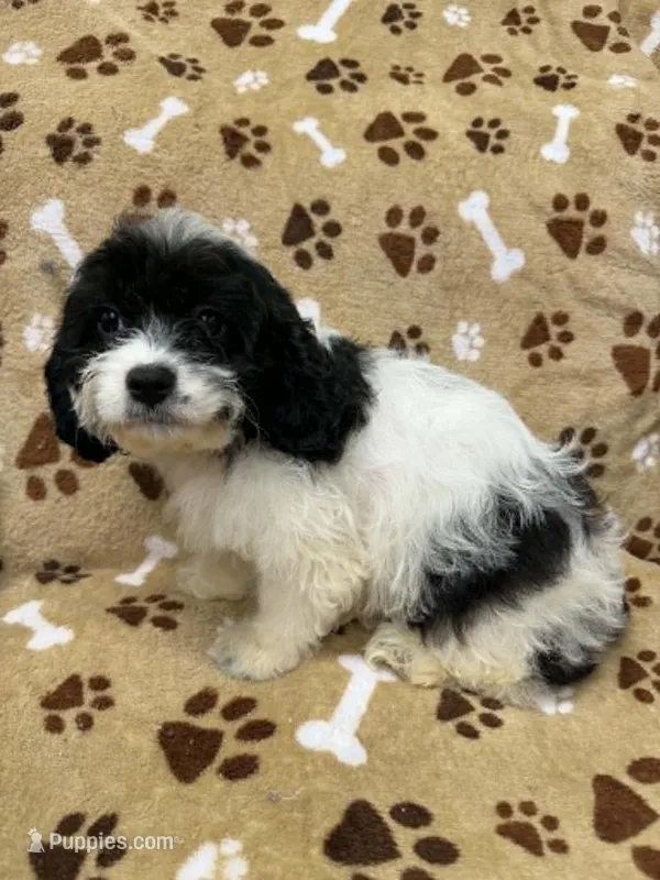 Langdon – Cavapoo puppy for sale in Rutherfordton, NC