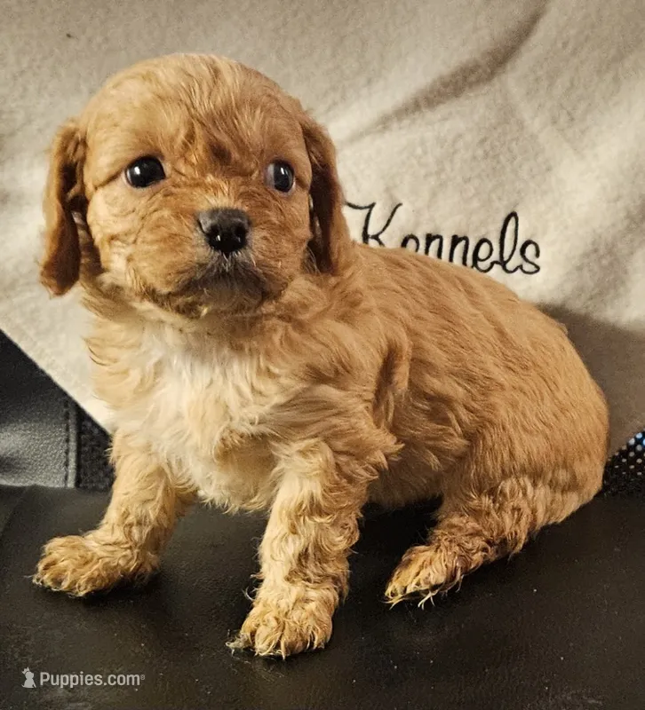 Doralee – Cavapoo puppy for sale in Rutherfordton, NC