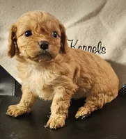 Doralee, a female Cavapoo for sale in Rutherfordton, NC – 1 of 4