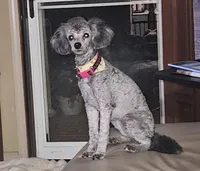 Zero, a female Poodle - Miniature  for sale in Rutherfordton, NC – 2 of 8