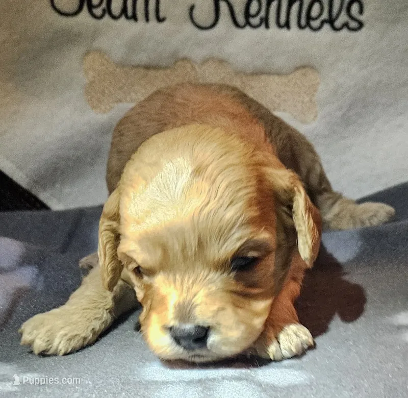 Macaroni – Cavapoo puppy for sale in Rutherfordton, NC