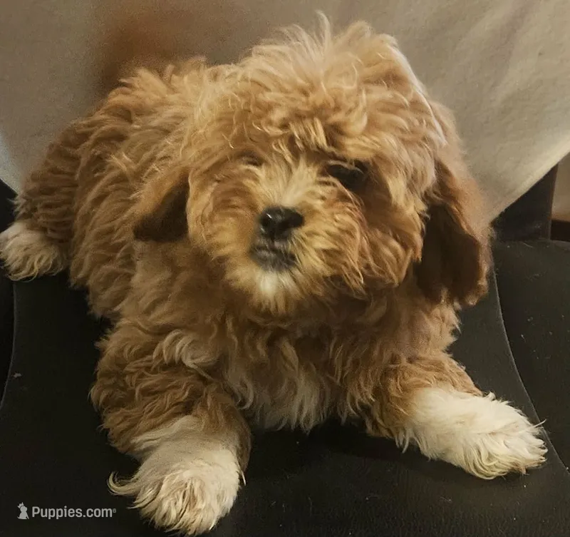 Leland – Peekapoo puppy for sale in Rutherfordton, NC