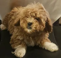 Leland, a male Peekapoo for sale in Rutherfordton, NC – 2 of 7