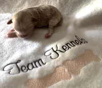 Leland, a male Peekapoo for sale in Rutherfordton, NC – 1 of 3