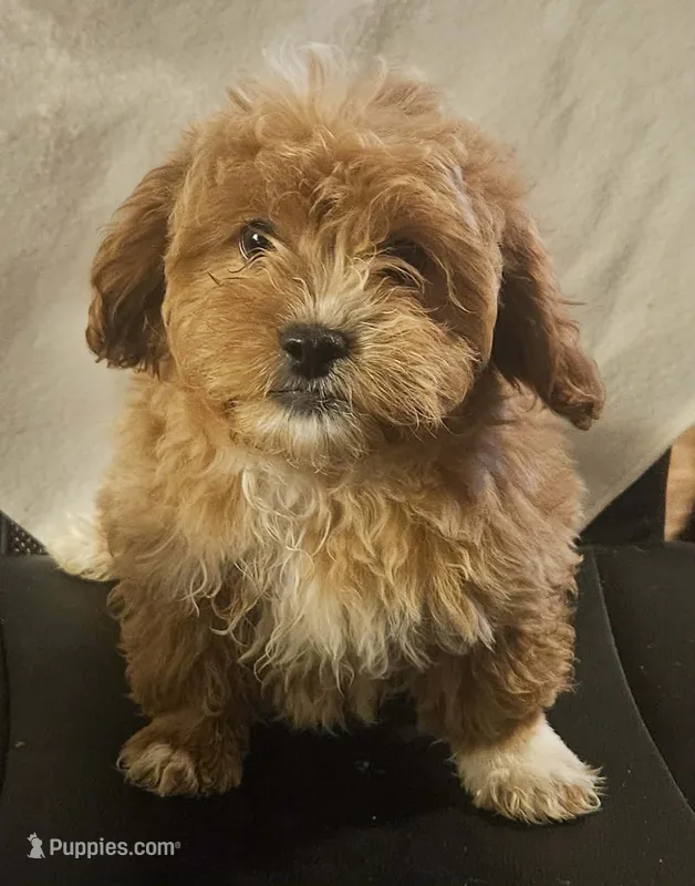 Nevan – Peekapoo puppy for sale in Rutherfordton, NC