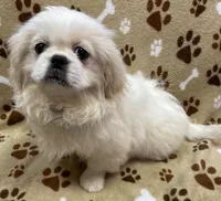 Leland, a male Peekapoo for sale in Rutherfordton, NC – 3 of 3