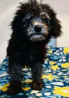 Zero, a female Poodle - Miniature  for sale in Rutherfordton, NC – 4 of 8