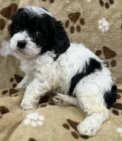 Langdon, a male Cavapoo for sale in Rutherfordton, NC – 2 of 7