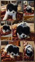 Langdon, a male Cavapoo for sale in Rutherfordton, NC – 3 of 7
