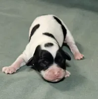 Langdon, a male Cavapoo for sale in Rutherfordton, NC – Photo 2 of 4