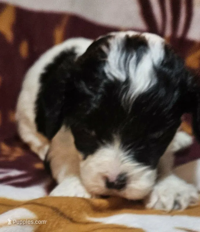 Langdon – Cavapoo puppy for sale in Rutherfordton, NC