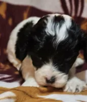 Langdon, a male Cavapoo for sale in Rutherfordton, NC – Photo 1 of 4