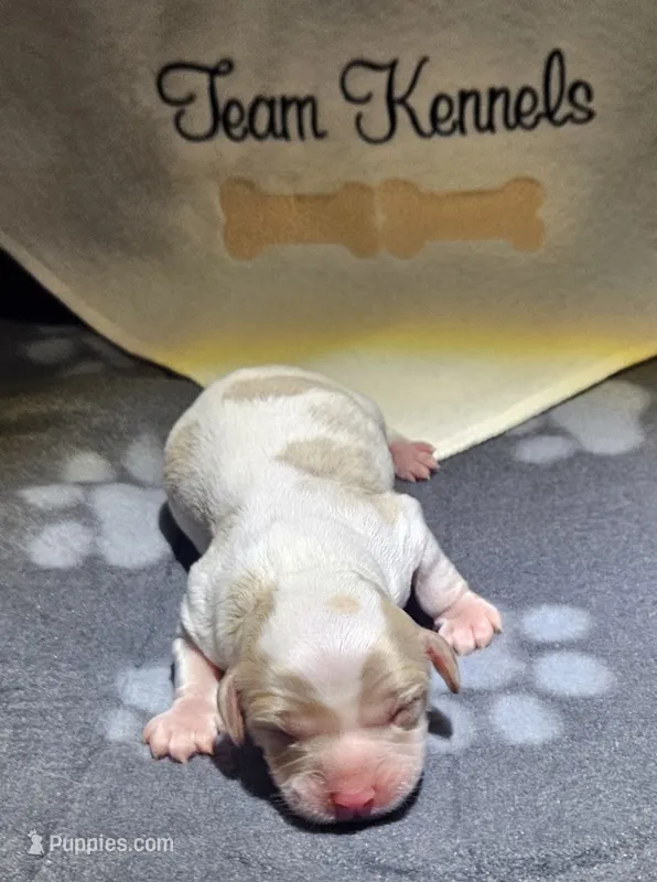 Burt – Cavapoo puppy for sale in Rutherfordton, NC