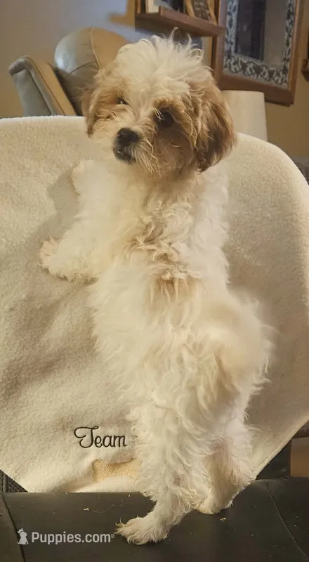 Randy – Peekapoo puppy on hold in Rutherfordton, NC