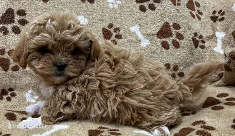 Leland – Peekapoo puppy for sale in Rutherfordton, NC