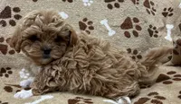 Leland, a male Peekapoo for sale in Rutherfordton, NC – 1 of 5