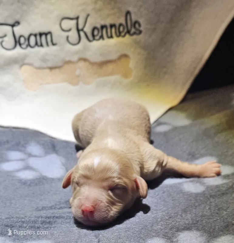 Doralee – Cavapoo puppy for sale in Rutherfordton, NC