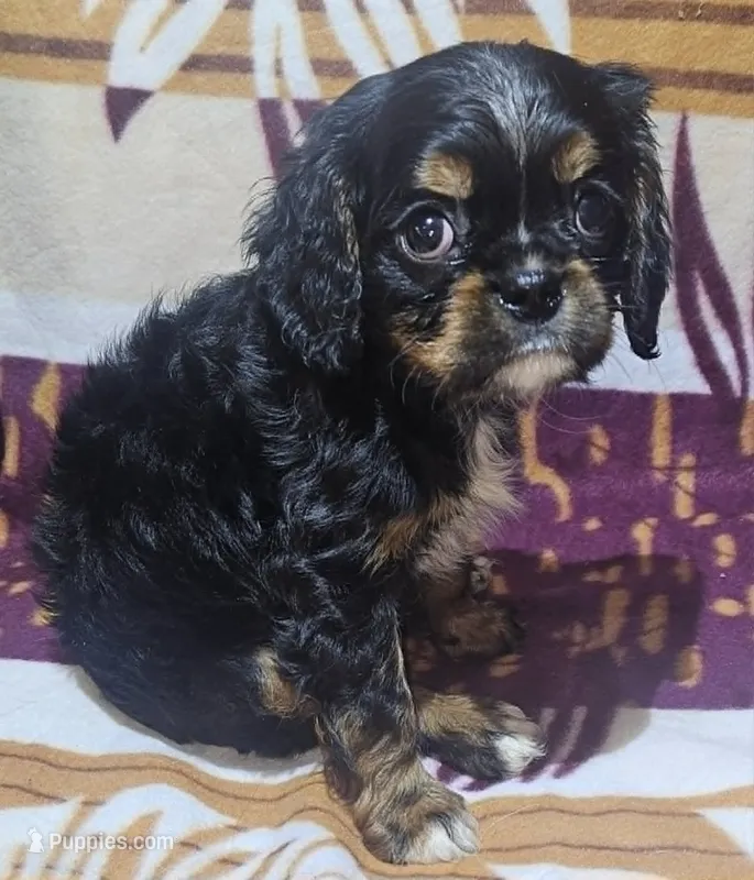 Henry – Cavalier King Charles Spaniel puppy for sale in Rutherfordton, NC