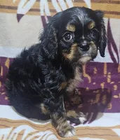 Henry, a male Cavalier King Charles Spaniel for sale in Rutherfordton, NC – 1 of 3