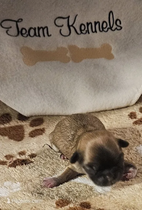Gordy – Pekingese puppy for sale in Rutherfordton, NC