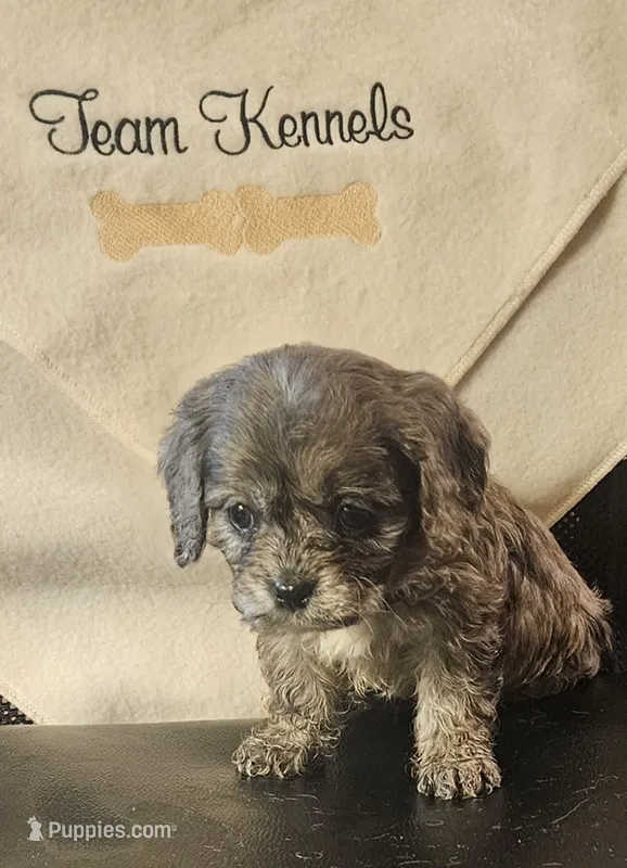 Cody – Cavapoo puppy for sale in Rutherfordton, NC
