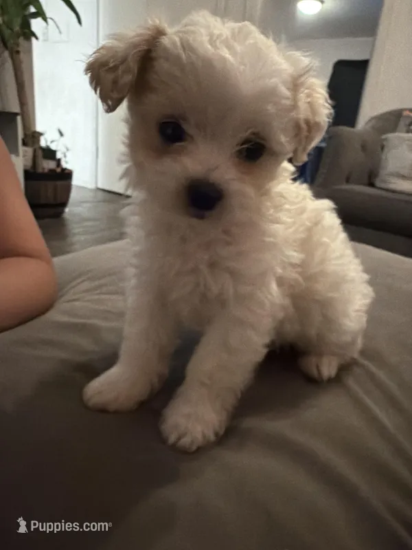 Yassy – Shih Tzu puppy for sale in Houston, TX