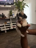 Masha, a female Shih Tzu for sale in Houston, TX – Photo 2 of 2