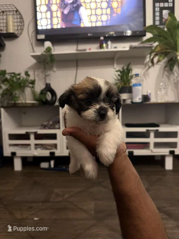 Masha – Shih Tzu puppy for sale in Houston, TX