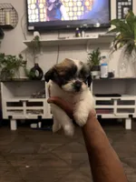 Masha, a female Shih Tzu for sale in Houston, TX – Photo 1 of 2