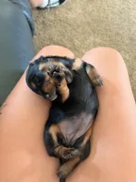 Berry , a female Miniature Dachshund for sale in Goshen, IN – 2 of 3