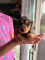 Chunk, a male Miniature Dachshund for sale in Goshen, IN – Photo 2 of 5