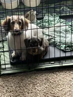 Chunk, a male Miniature Dachshund for sale in Goshen, IN – Photo 5 of 5