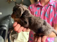 Chunk, a male Miniature Dachshund for sale in Goshen, IN – Photo 3 of 5