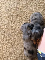 Chunk, a male Miniature Dachshund for sale in Goshen, IN – Photo 4 of 5