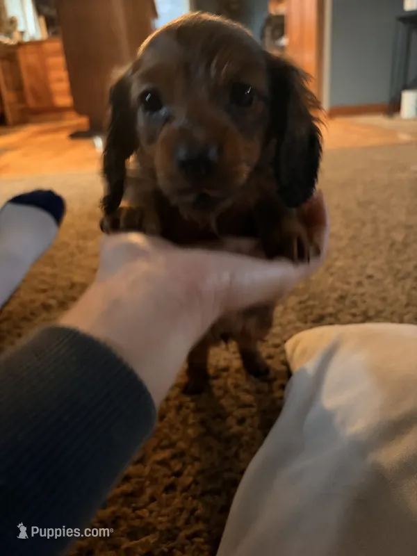 Brownie – Miniature Dachshund puppy for sale in Goshen, IN