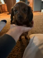 Brownie, a female Miniature Dachshund for sale in Goshen, IN – 1 of 5