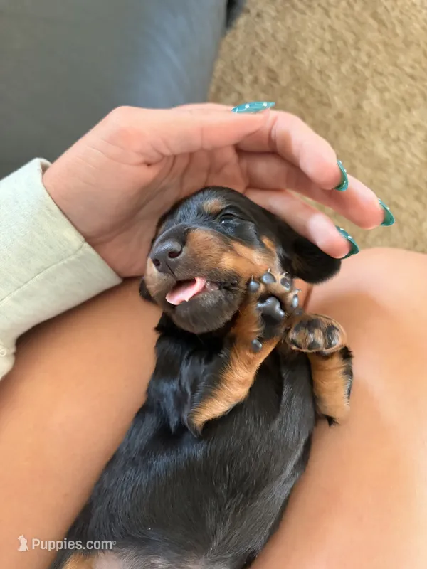 Berry  – Miniature Dachshund puppy for sale in Goshen, IN