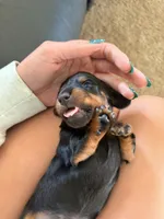 Berry , a female Miniature Dachshund for sale in Goshen, IN – 1 of 3