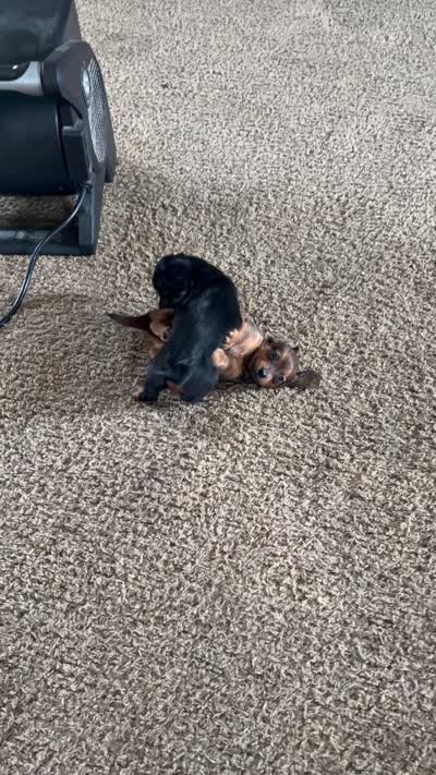 Berry , a female Miniature Dachshund for sale in Goshen, IN – 3 of 3