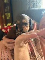 Brownie, a female Miniature Dachshund for sale in Goshen, IN – 3 of 5