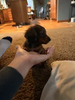 Brownie, a female Miniature Dachshund for sale in Goshen, IN – 4 of 5