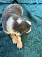 Sterling, a male Australian Shepherd for sale in Baker, FL – 4 of 10
