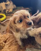 Copper, a male Cavapoo and Cavalier King Charles Spaniel for sale in Baker, FL – 3 of 6