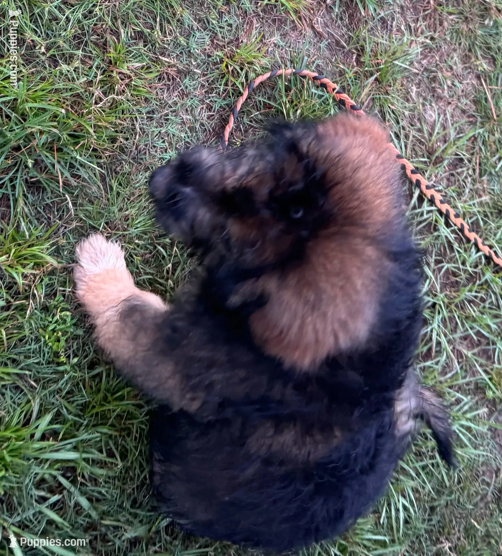 Bodie, a male Australian Shepherd for sale in Baker, FL – 4 of 9