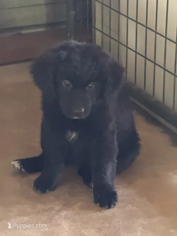 Midnight – Aussiedoodle puppy for sale in Baker, FL