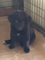 Midnight, a male Aussiedoodle for sale in Baker, FL – 1 of 7